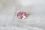 Pastel padparadscha-like premium Sapphire 1.44 ct