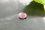 violetish Pink Pastel Sapphire, handcrafted cut 1.15 ct