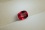 Tourmaline, untreated, raspberry Pink 2.40 ct