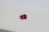 vivid pink Sapphire, unheated GIA certified 0.46 ct