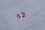 Hot Pink Sapphire,unheated, Ceylon GIA certified 0.53 ct