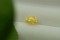 Intense neon Yellow Sapphire - Oval - 2.1 ct. - COR