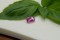 purplish-Pink Sapphire - Rectangular - 1 ct. - COR