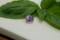 Pastel Violet Sapphire - Oval - 1.25 ct. - COR