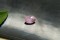 Pastel violetish-Pink Sapphire - Oval - 1.15 ct. - COR