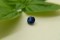 Cornflower Blue Sapphire - Oval - 0.8 ct. - COR