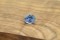 APPRAISED PREMIUM: Neon Pastel Blue Sapphire - Oval - 1.65 ct. - COR