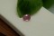 RARE: Neon Pink Mahenge Spinel - Oval - 0.9 ct. - COR