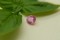 Pastel Pink Sapphire - Round - 1.15 ct. - COR