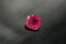 RARE: Neon Hot Pink Mahenge Spinel - Cushion - 2.38 ct. - AGL