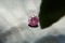 Strong Pink Sapphire - Rectangular - 0.9 ct. - COR